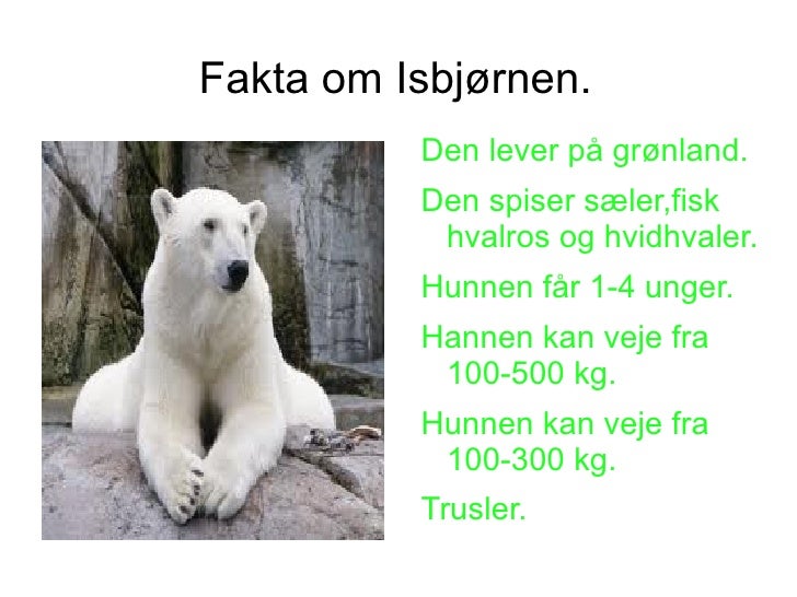fakta om isbjørn fakta om isbjørn